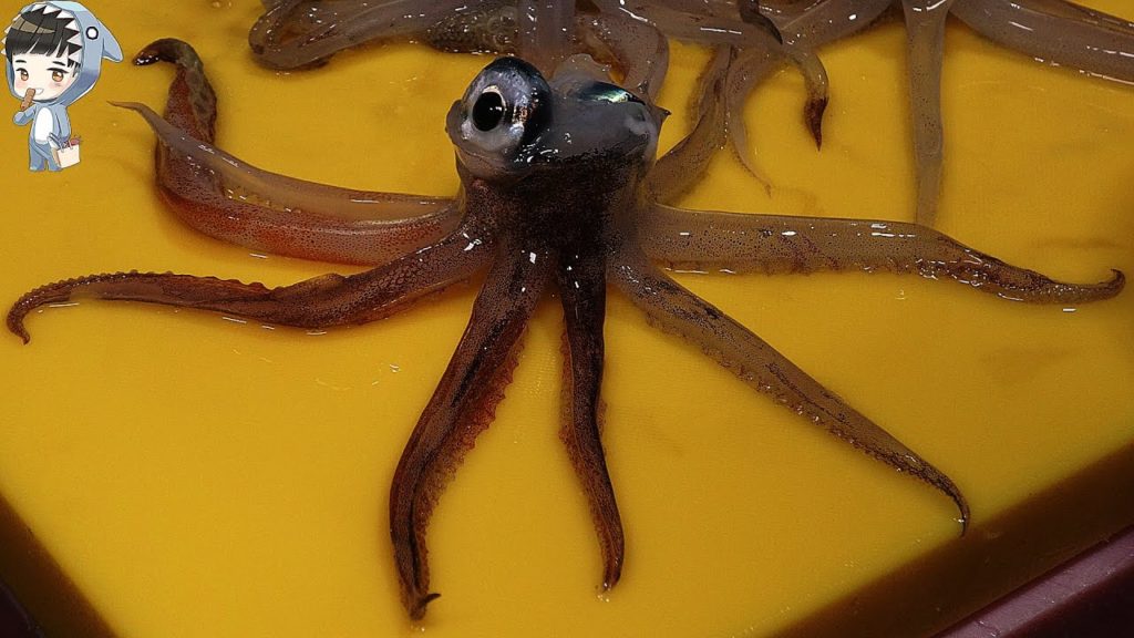 KOREAN STREET FOOD SQUID SASHIMI KOREA SEAFOOD MARKET 포항 송도활어회센터 오징어회 180321 KOREAN STREET FOOD SQUID SASHIMI KOREA SEAFOOD MARKET 포항 송도활어회센터 오징어회 180321