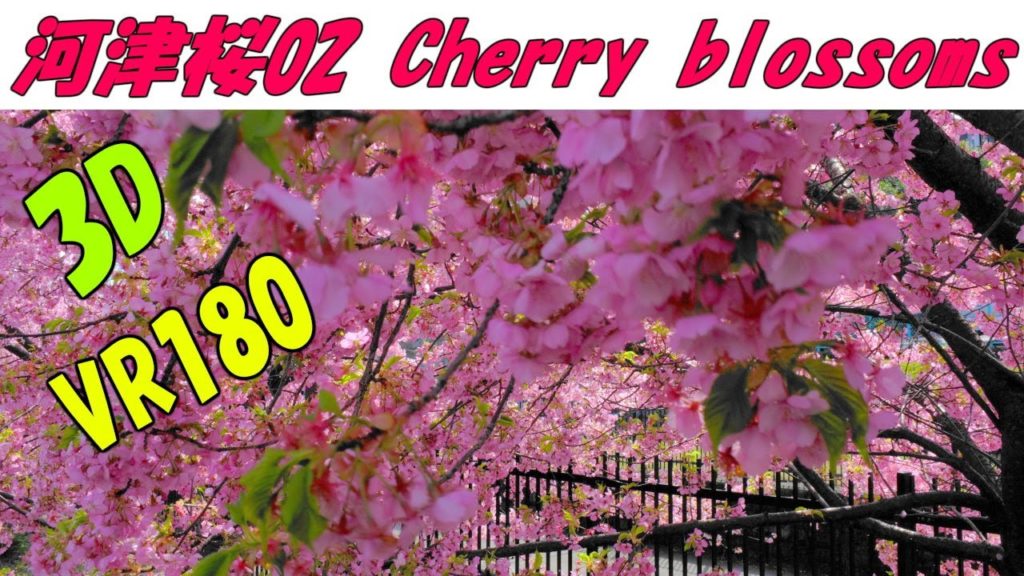 VR180 京都 河津桜 02 Kawazu cherry blossoms 3D動画 VR180 京都 河津桜 02 Kawazu cherry blossoms 3D動画