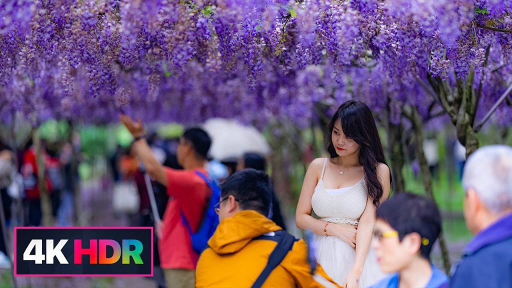 淡水萬坪紫藤咖啡園｜Walk to Wisteria Garden in Tamsui, New Taipei, Taiwan｜4K HDR