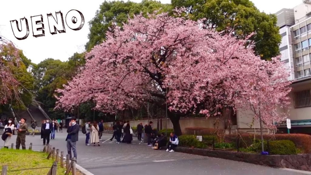 Springtime Walk at Ueno Park in Tokyo