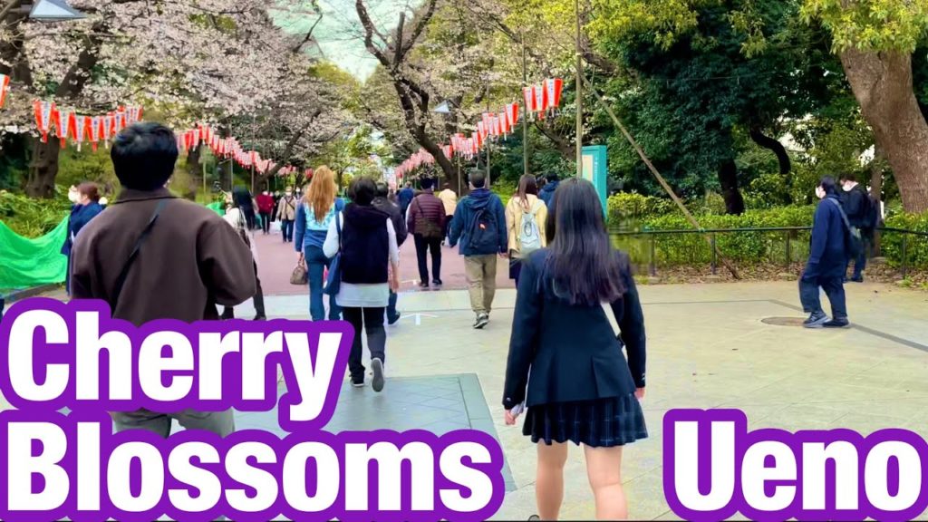 [JAPAN/TOKYO]Ueno Cherry Blossoms[Ueno Park walking scenery]