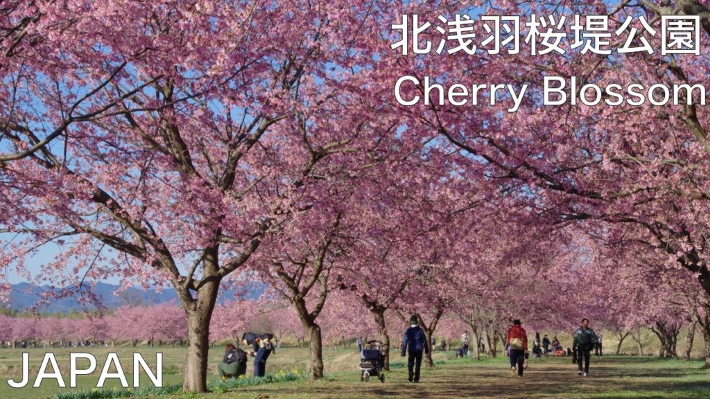 ★【JAPAN】Cherry blossom　北浅羽桜堤公園　1.2Kmのピンクの道　JAPAN TRAVEL　桜　Sskura　桜の名所　埼玉　関東の桜　首都圏の桜