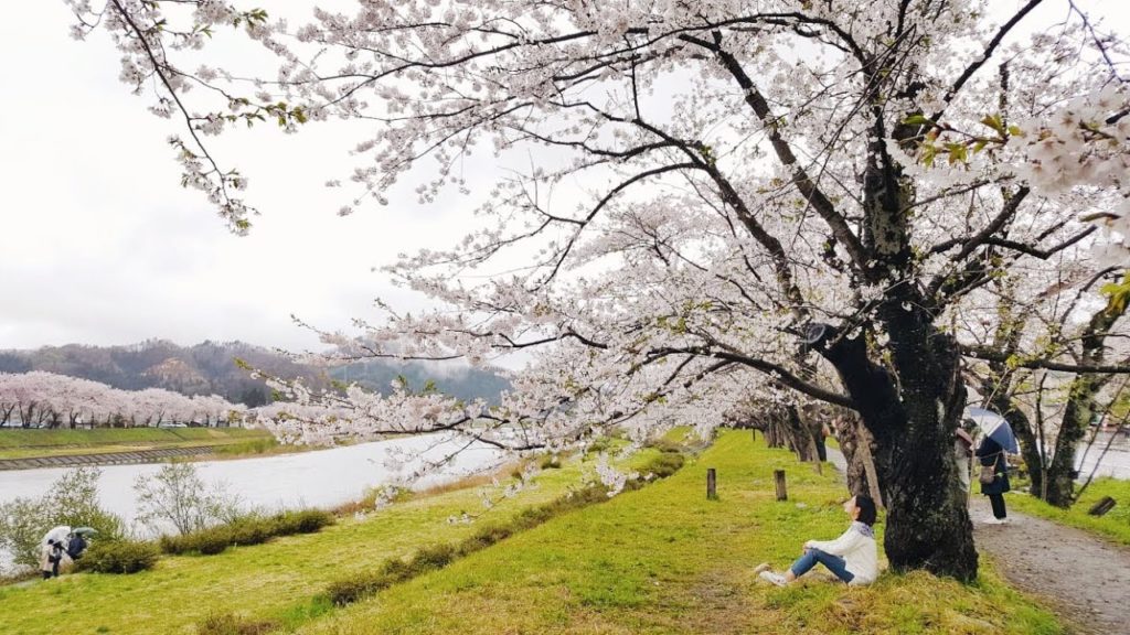 KAKUNODATE CHERRY BLOSSOMS KAKUNODATE CHERRY BLOSSOMS
