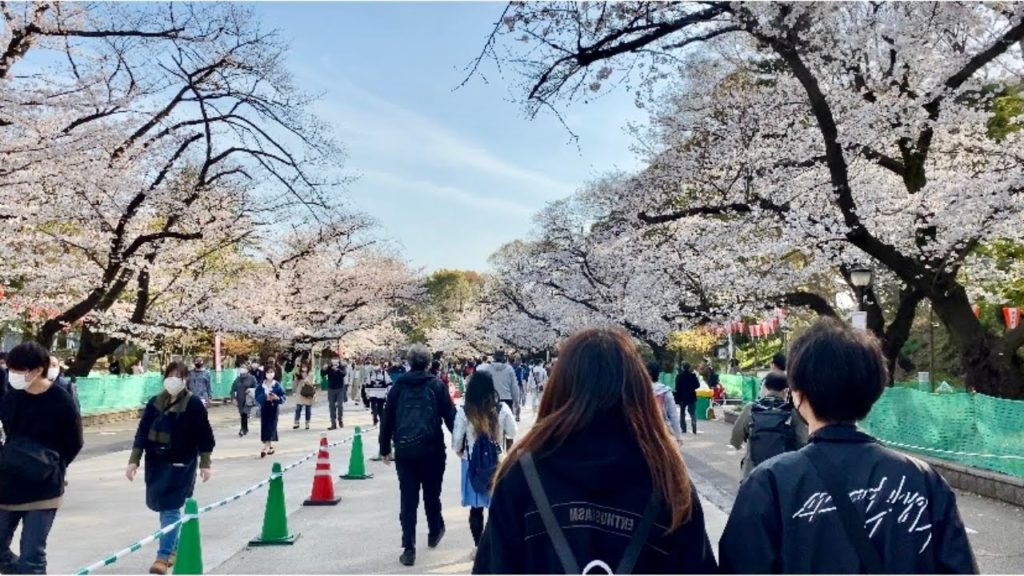 【4K】Tokyo Cherry Blossoms 2021 - Ueno Park