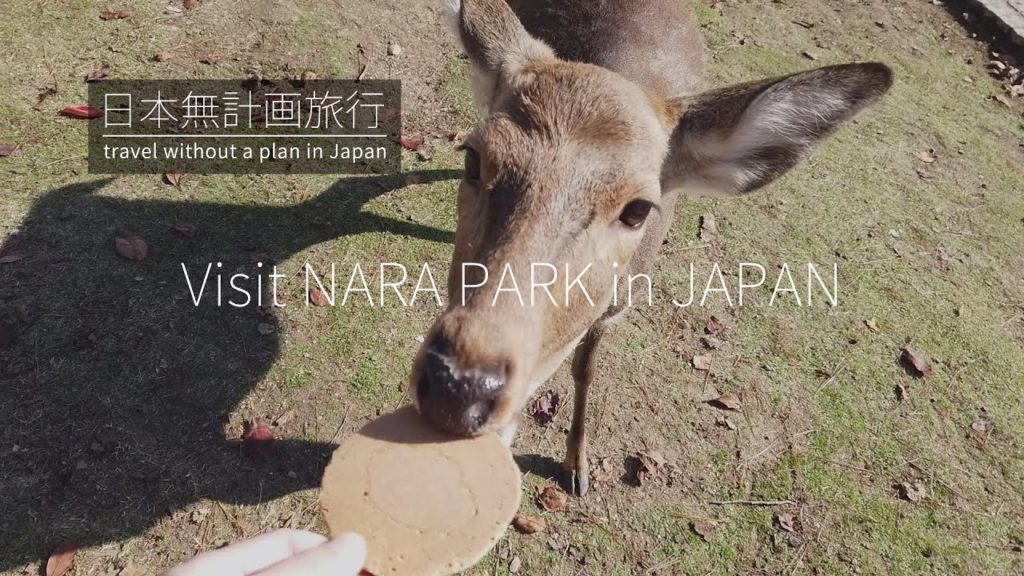 日本无计划旅行:重游奈良公园,手把手教你们如何喂小鹿吃饭饭 | Travel in JAPAN:Visit NARA PARK in JAPAN, and play with lovely deers 日本无计划旅行:重游奈良公园,手把手教你们如何喂小鹿吃饭饭 | Travel in JAPAN:Visit NARA PARK in JAPAN, and play with lovely deers