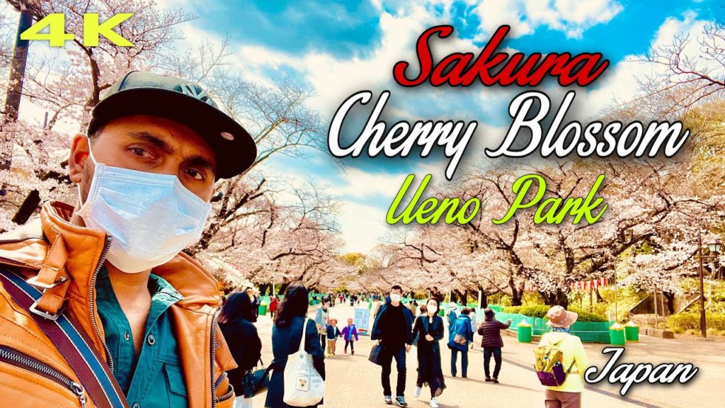 4K | Sakura | Cherry Blossom Japan | Ueno Park | 2021