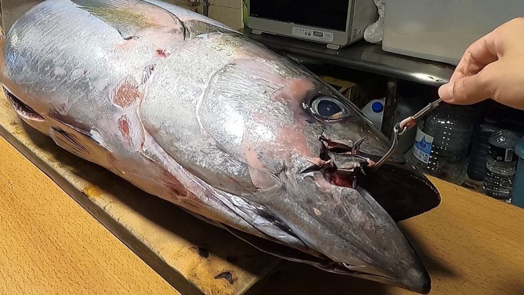 Tuna Cutting Show – How to Cut a Tuna for Sashimi & Sushi Tuna Cutting Show - How to Cut a Tuna for Sashimi & Sushi