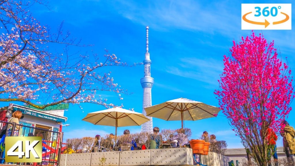 【Tokyo Cherry blossom】"Sumida Park" Tokyo Japan Cherry Blossom Walking Tour in spring (360 VR)