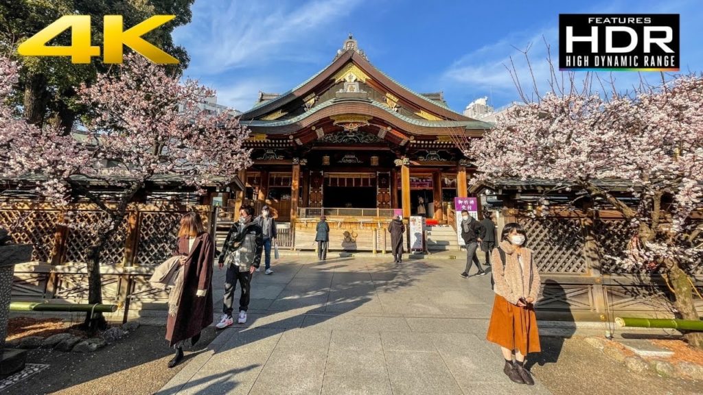🌸 [4K HDR] Plum Blossoms (Ume) In Yushima Tenmangu Shrine | Tokyo, Japan 🇯🇵