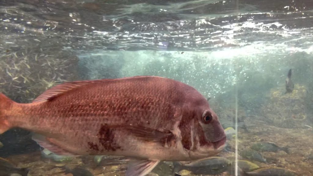 Kamogawa Sea World Part 1