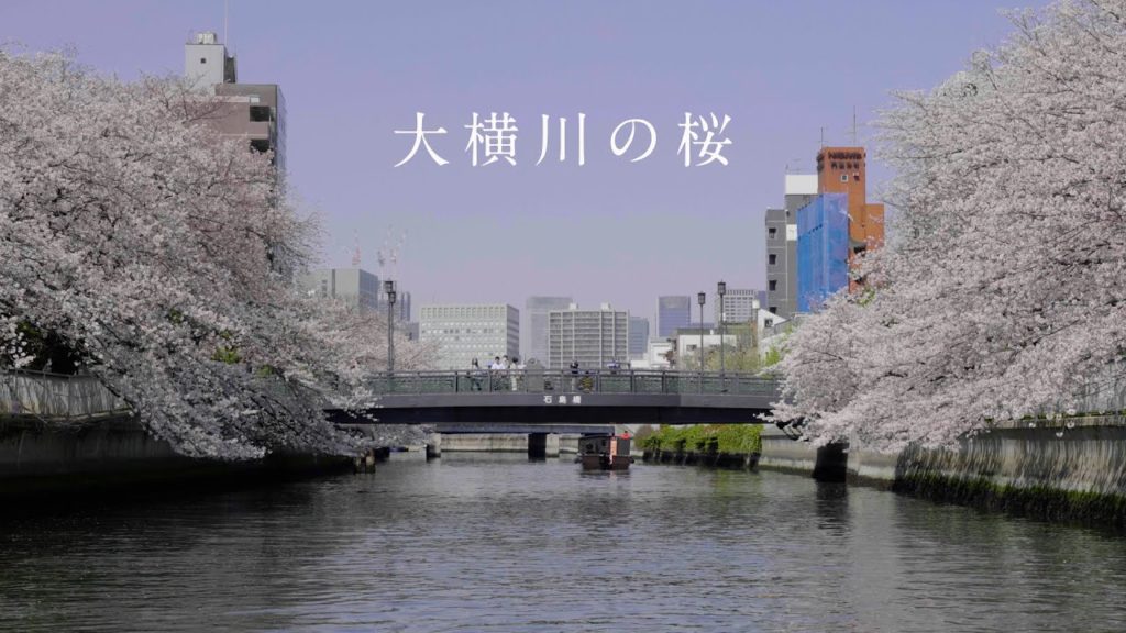 A Day in Tokyo 大横川の桜 Cherry blossoms along Oyoko River | Panasonic LUMIX S5 A Day in Tokyo 大横川の桜 Cherry blossoms along Oyoko River | Panasonic LUMIX S5