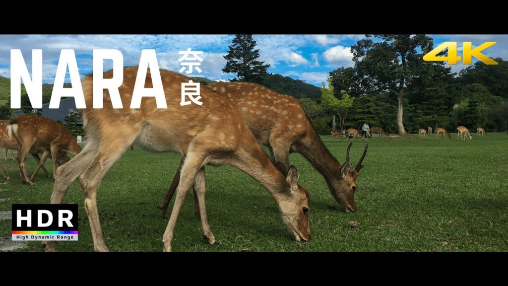 Nara, Japan – 21:9 Ultrawide 4K HDR – Deer in Nara Park – Cinematic Short Nara, Japan - 21:9 Ultrawide 4K HDR - Deer in Nara Park - Cinematic Short