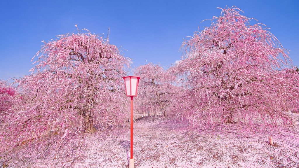 [4K] 鈴鹿の森庭園 しだれ梅 - Weeping Plum Blossoms at Suzuka Forest Garden - (shot on BMPCC6K)