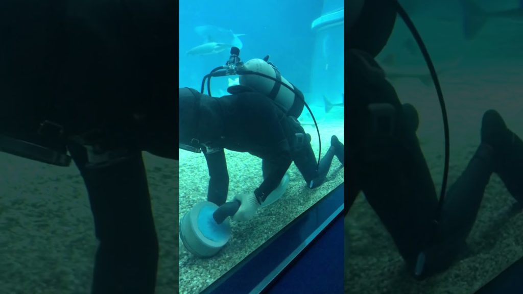 This is how Osaka aquarium clean in Japan - Travel to Osaka Japan 大阪海遊館#Shorts