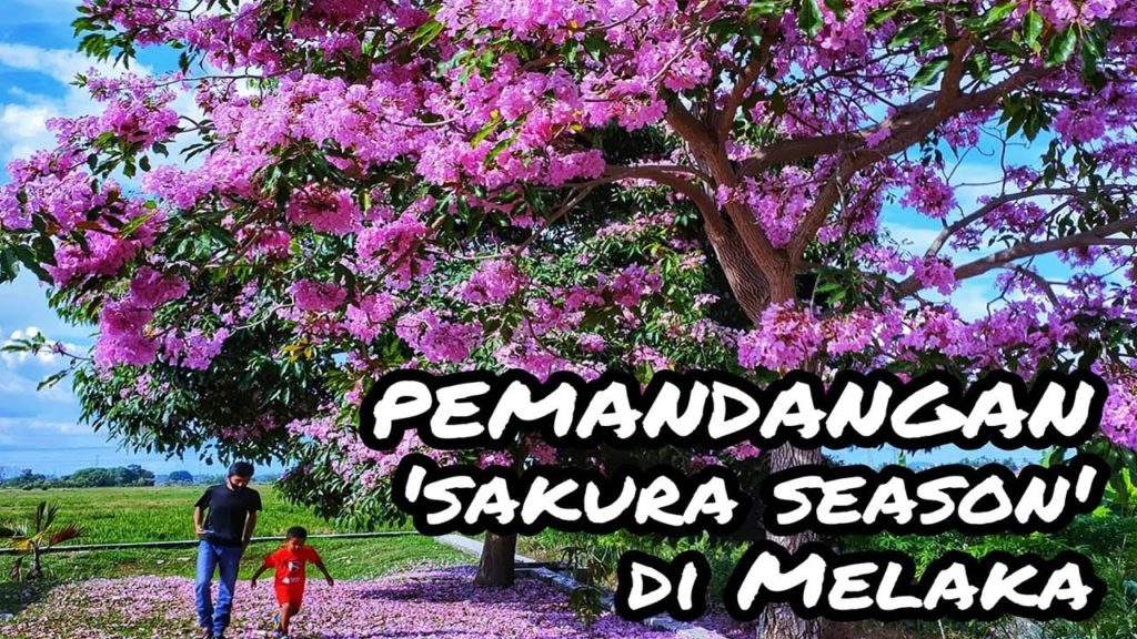 'SAKURA SEASON' DI MELAKA? | TECOMA TREE #2
