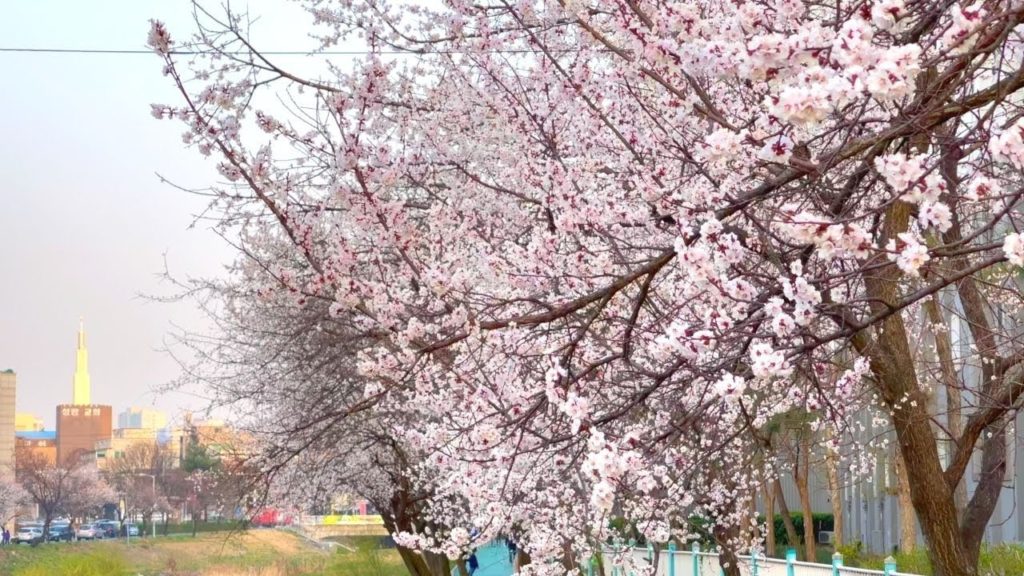 [4k] 봄 꽃의 향연 청주 무심천 Spring flowers in a city   slow walking Korea
