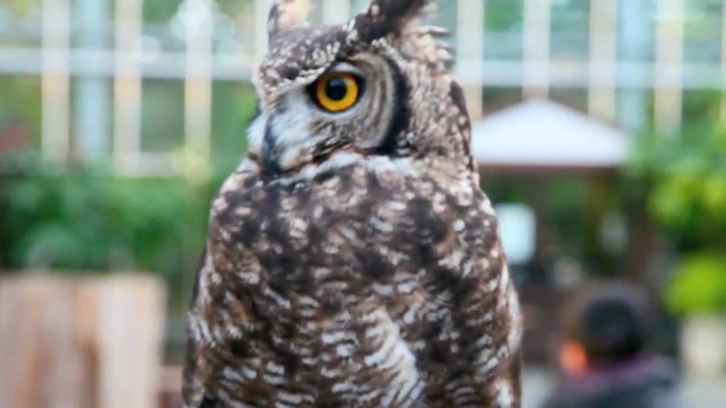 My trip to Kobe, Japan Part 6 (Final) – Kachouen  Birds and flowers park (花鳥園) My trip to Kobe, Japan Part 6 (Final) - Kachouen  Birds and flowers park (花鳥園)