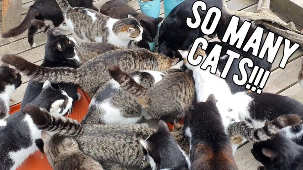 Japan's Famous Cat Island Tashirojima – A Cat Lover's Paradise | Sendai & Miyagi Eat & Travel Guide Japan's Famous Cat Island Tashirojima - A Cat Lover's Paradise | Sendai & Miyagi Eat & Travel Guide