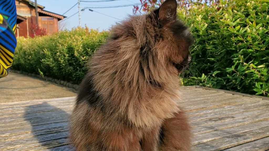 尾道で発見した公園でくつろぐ野良猫チャンをマッサージしてみた！(#^.^#)！(Stray cat in Onomichi, Hiroshima,JAPAN)