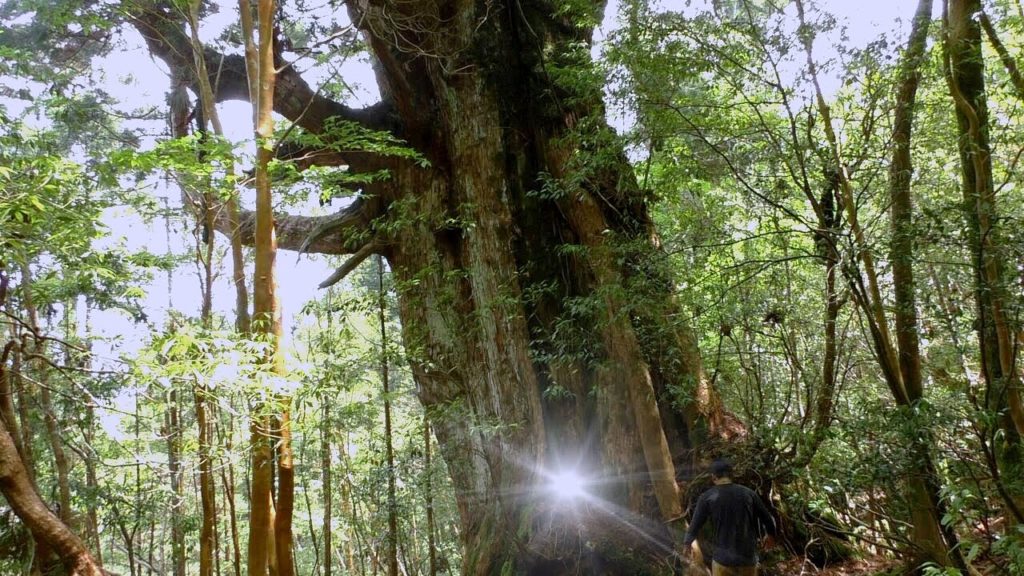 TRIP JAPAN-日本珍道中