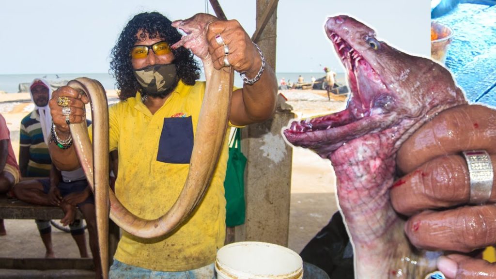 Shaw's Sea Snake Fish | Fishing Life Sir Lanka