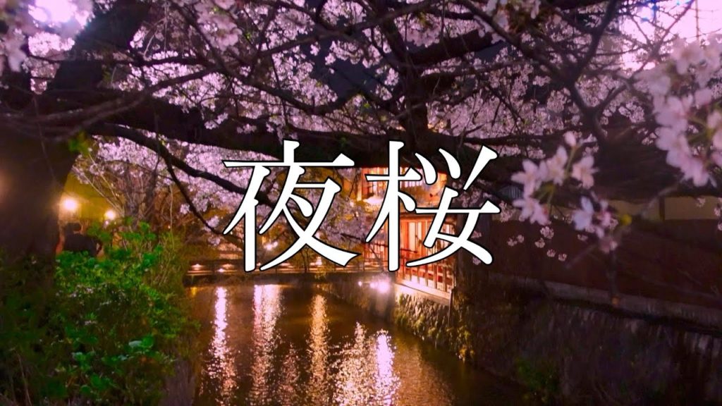 夜桜（京都祇園白川・木屋町）｜居酒屋巡りのひとり旅｜第35話 |｜ Sakura Cherry blossom Kyoto  Japan｜ #舞鶴市 #京都府