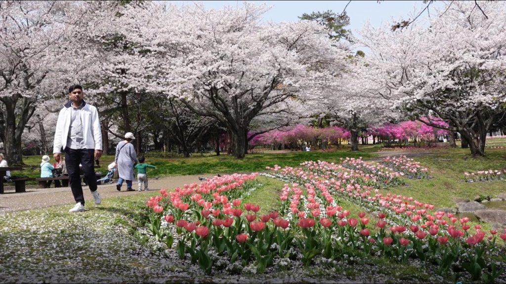 Sakura in Japan / জাপানের সাকুরা ফুল,এত্ত সুন্দর কেন ! Japan cherry flower
