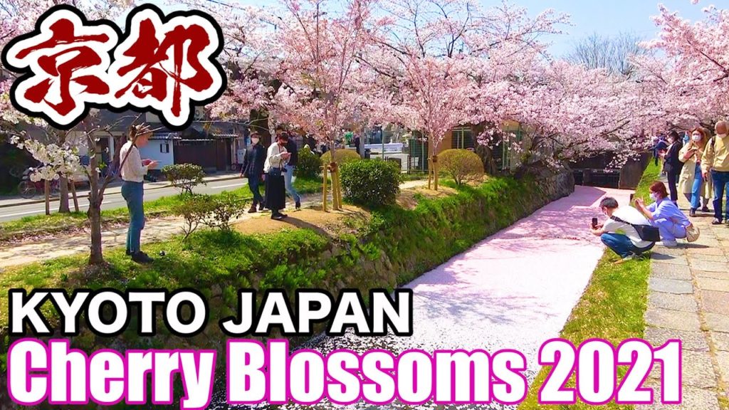KYOTO beautiful Cherry Blossom Tour【2021】
