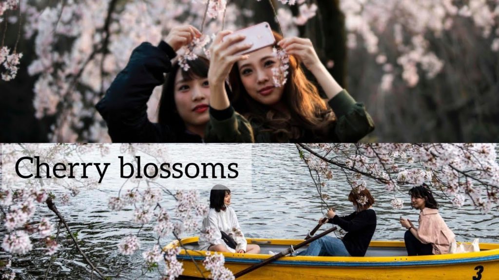 Tokyo Cherry Blossoms 2021 ll Ueno park ll Dekho Tokyo Cherry Blossoms 2021 ll Ueno park ll Dekho