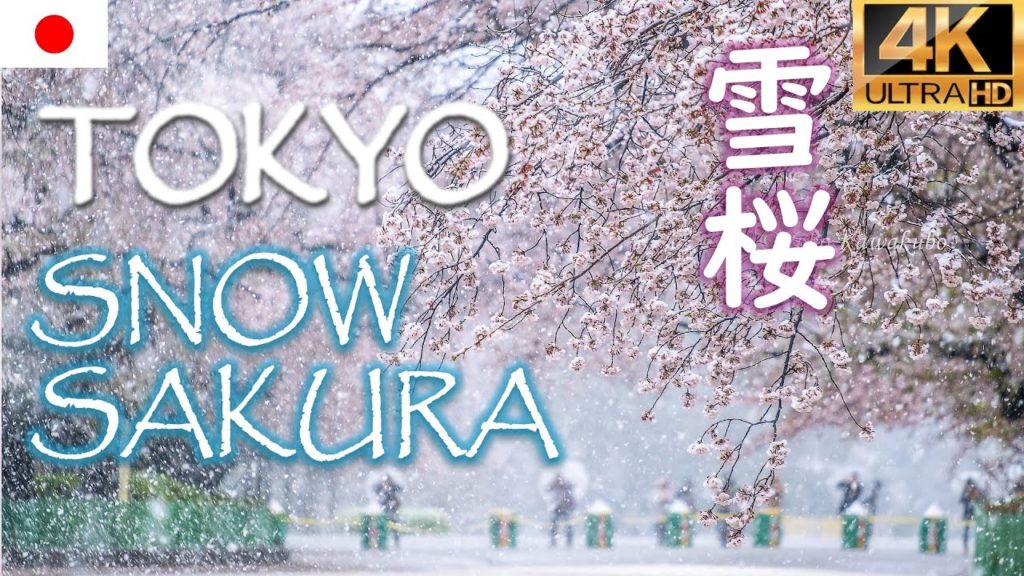 貴重な東京の雪桜⛄🌸SAKURA Cherry Blossoms & Snow Dance in Tokyo｜花見名所 上野公園【4K FHD】#Japan