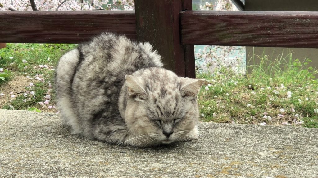 今年の尾道の桜と猫達、そして悲しい別れ~This year's Onomichi cherry and cats, and sad farewell.~ – 4K 今年の尾道の桜と猫達、そして悲しい別れ~This year's Onomichi cherry and cats, and sad farewell.~ - 4K