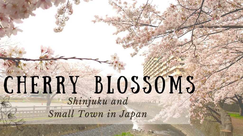Cherry Blossoms in a Big City & Small Town in Japan | Japan Guide Cherry Blossoms 2021