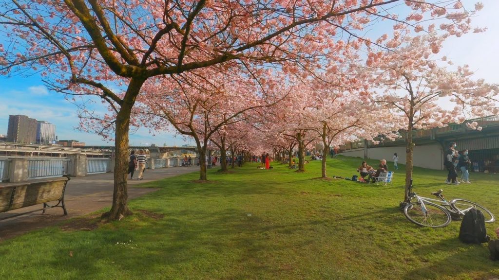 Portland Waterfront's Spring Cherry Blossom Bloom 2021 Walk Portland Waterfront's Spring Cherry Blossom Bloom 2021 Walk