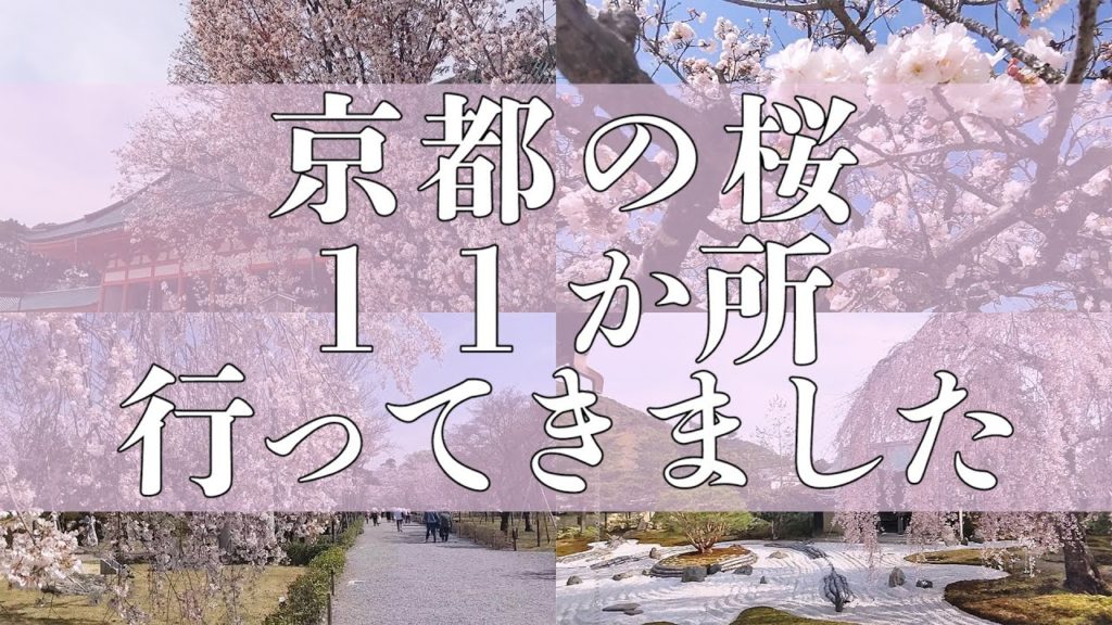 【2021最新 京都 桜】京都の桜11か所行ってきました!天龍寺 高台寺 円山公園 平安神宮 北野天満宮 二条城など /I went to 11 cherry blossoms in Kyoto 【2021最新 京都 桜】京都の桜11か所行ってきました!天龍寺 高台寺 円山公園 平安神宮 北野天満宮 二条城など /I went to 11 cherry blossoms in Kyoto