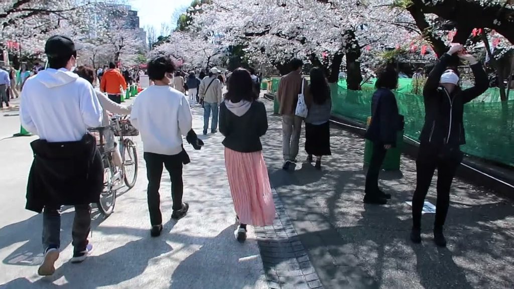 TEMPAT TERBAIK MELIHAT BUNGA SAKURA DI JEPANG 2021 TEMPAT TERBAIK MELIHAT BUNGA SAKURA DI JEPANG 2021