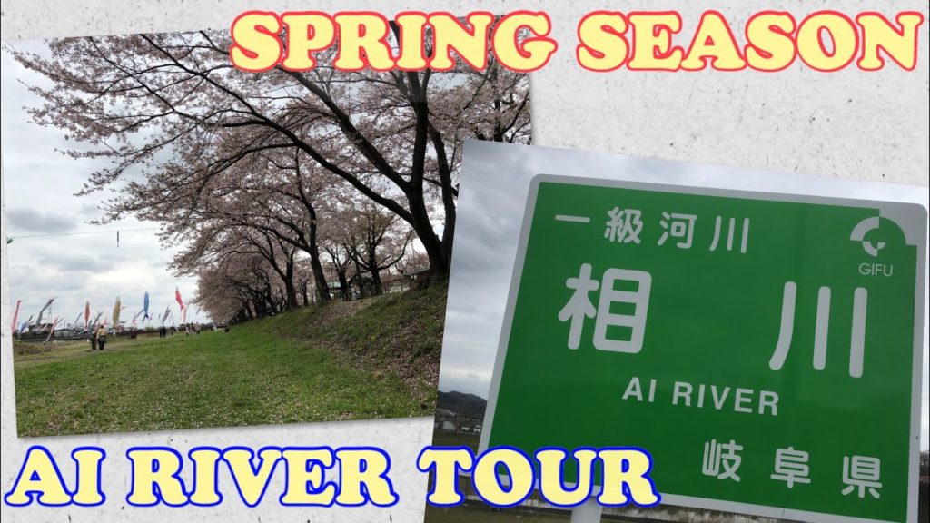 Cherry Blossoms Japan | Hanami