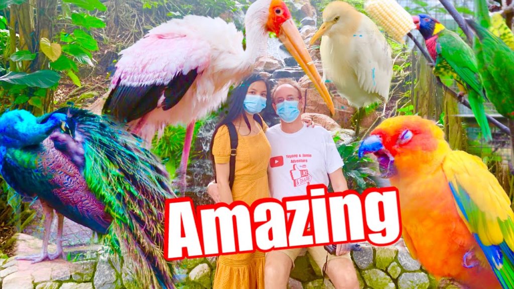 World's Biggest Free Flying Bird Park – KL BIRD PARK #Birdwatcherpark World's Biggest Free Flying Bird Park - KL BIRD PARK #Birdwatcherpark