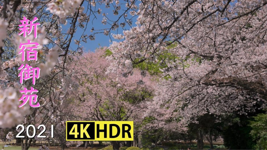 2021 美しい新宿御苑の桜(4K-HDR) Beautiful Cherry Blossoms At Shinjuku-Gyoen(UHD-HDR) 2021 美しい新宿御苑の桜(4K-HDR) Beautiful Cherry Blossoms At Shinjuku-Gyoen(UHD-HDR)