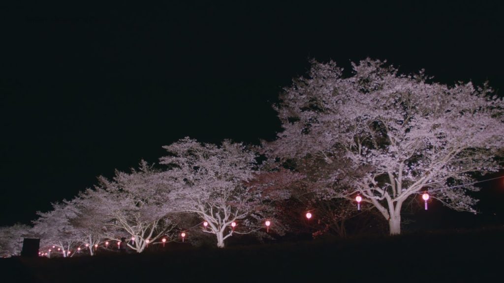Tatsunokuchi Sakura Festival 辰ノ口さくら祭り 久慈川堤防桜堤の風景と夜桜 Night & Day Cherry blossoms I baraki Japan Tatsunokuchi Sakura Festival 辰ノ口さくら祭り 久慈川堤防桜堤の風景と夜桜 Night & Day Cherry blossoms I baraki Japan