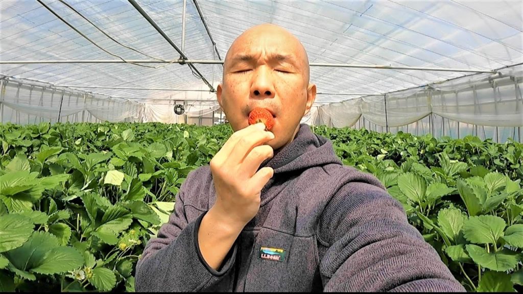 いちご狩り / みながわ農園 / 新潟県五泉市 Gosen Niigata Japan