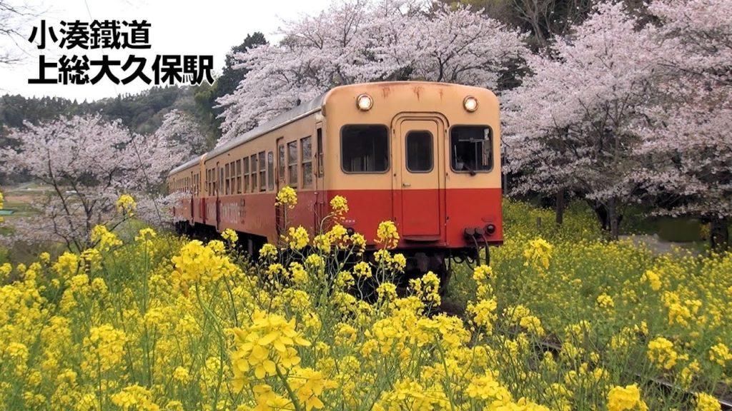 上総大久保駅　桜と菜の花　小湊鉄道 （千葉県市原市） 2021年3月29日