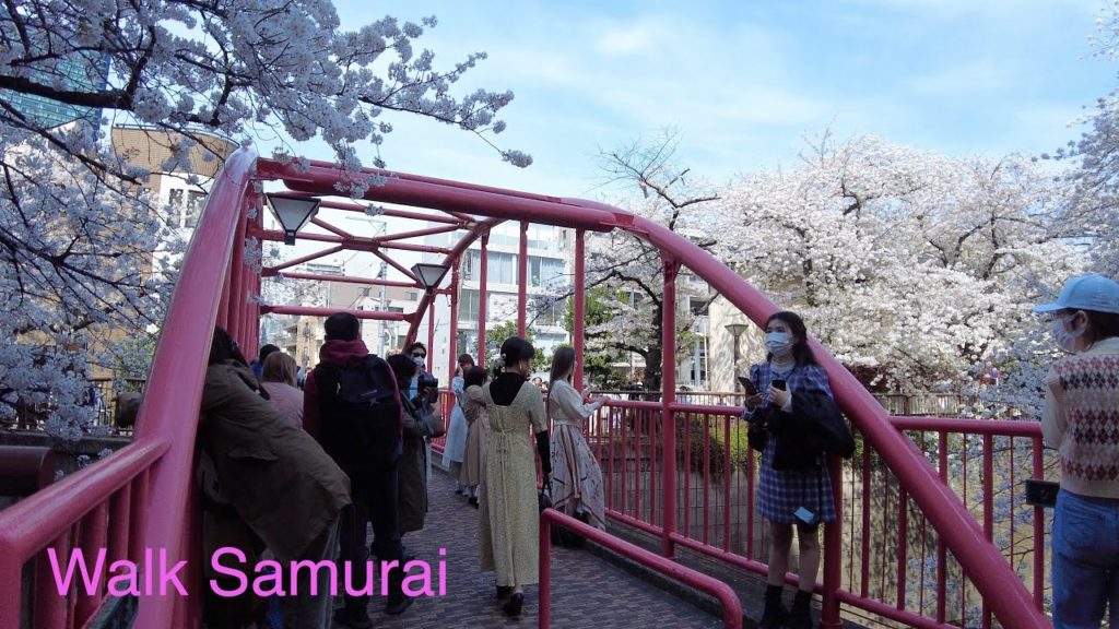 【必見】2021年東京 中目黒 満開の桜(Walk on Nakameguro cherry blossams in Tokyo)【4K】