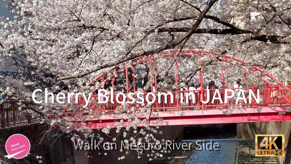 [4K]Cherry blossoms in full bloom in Tokyo-Walk from Nakameguro to Shibuya
