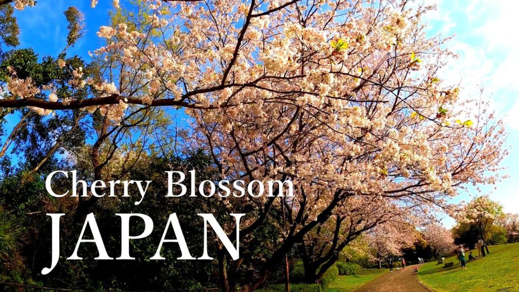JAPAN TRAVEL | Cherry Blossom in Japan (sakura) | At Yokohama