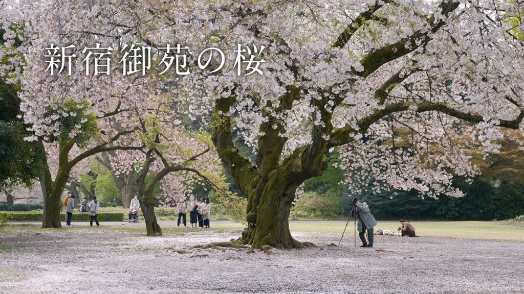 A Day in Tokyo 2021.3.30 | 新宿御苑の桜 Shinjuku Gyoen Park | Panasonic LUMIX S5 A Day in Tokyo 2021.3.30 | 新宿御苑の桜 Shinjuku Gyoen Park | Panasonic LUMIX S5