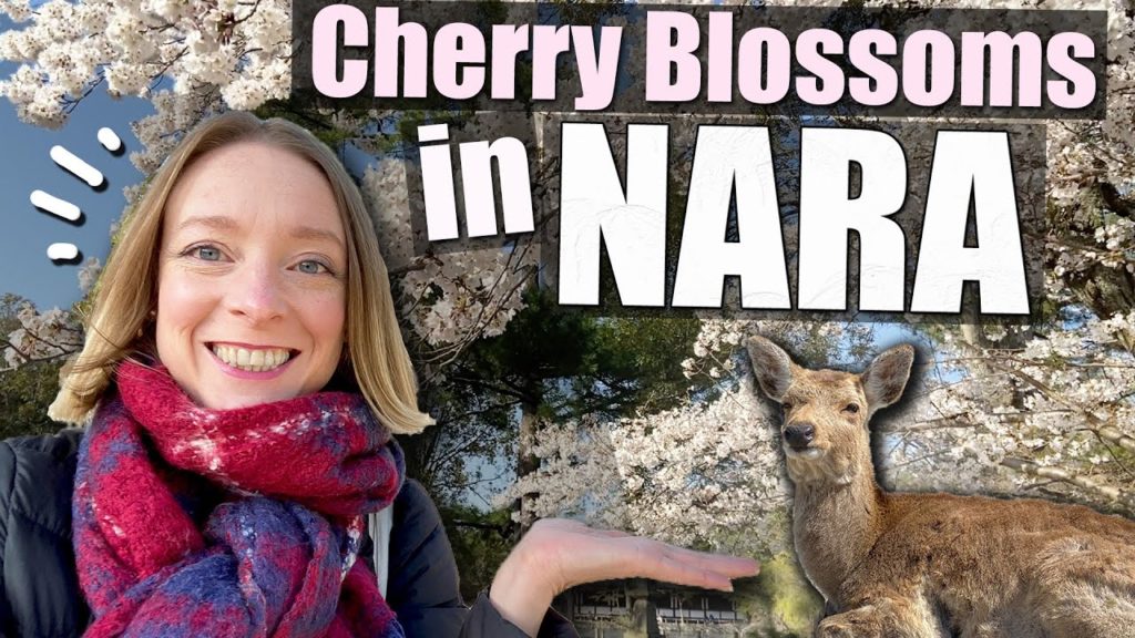 Cherry Blossoms in Nara, Japan - incl. THE DEERS!