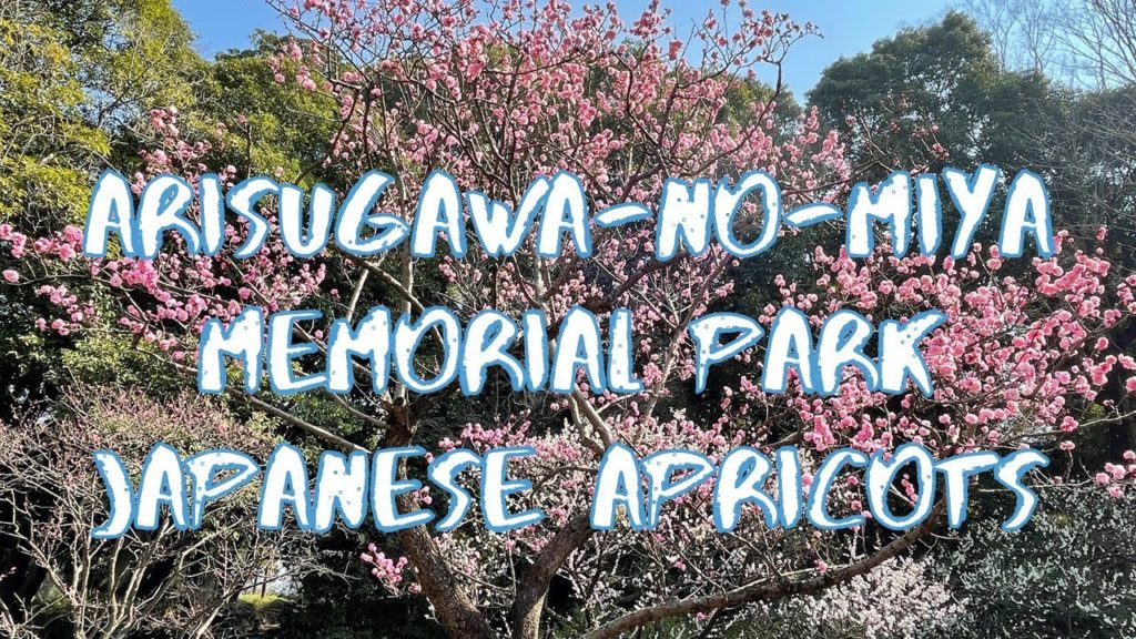 [Vlog] Arisugawa-no-miya Memorial Park with Japanese Apricots | Tokyo Sightseeing, Japan