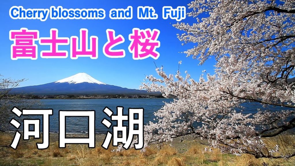 河口湖 桜並木 Alo Japan 河口湖 桜並木 Alo Japan