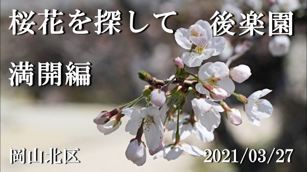 桜花を探して　後楽園　満開編　＜ 岡山市北区：2021/03/27   ＞　花見に行きました。