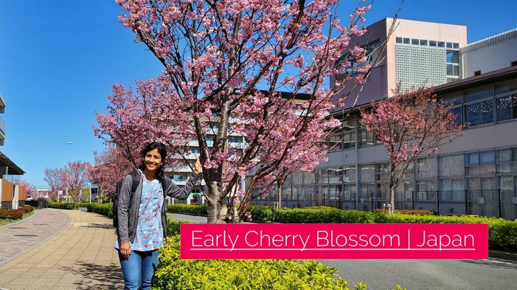 Early Cherry Blossom | Japan